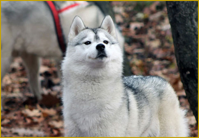 Der Geruchssinn des Siberian Husky