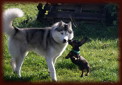 Der Jagdtrieb beim Siberian Husky