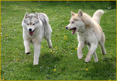 Die Körpersprache des Husky