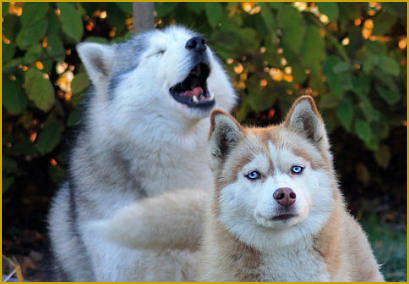 Die Lautsprache des Siberian Husky