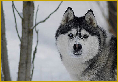 Ist Ihr Siberian Husky ein Streuner