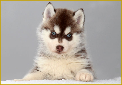 Der Rufname des Siberian Husky