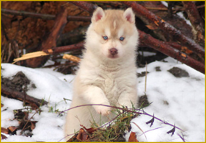 Die ersten Ausflüge mit ihrem Siberian Husky