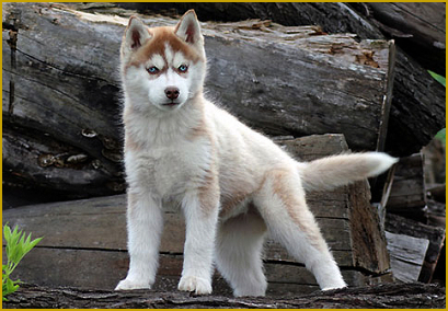 Die ersten Tage daheim mit ihrem Husky Welpen