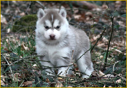 Wie wird ihr Husky stubenrein