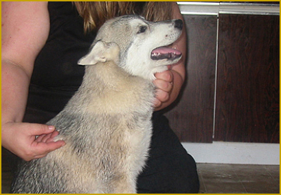 Lama Touch beim Siberian Husky