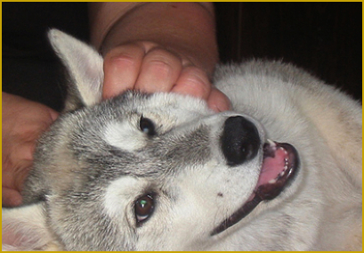 Ohr Touch beim Siberian Husky