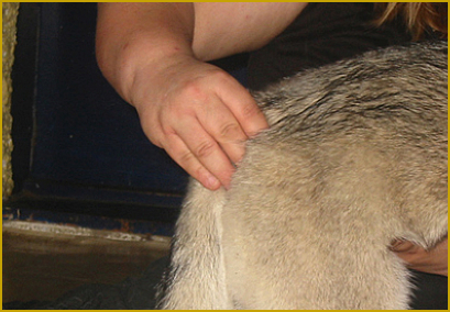 Waschbär Touch beim Siberian Husky