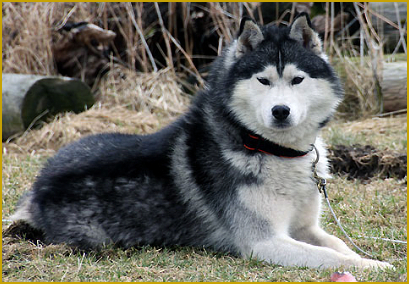 Das Wesen des Siberian Husky