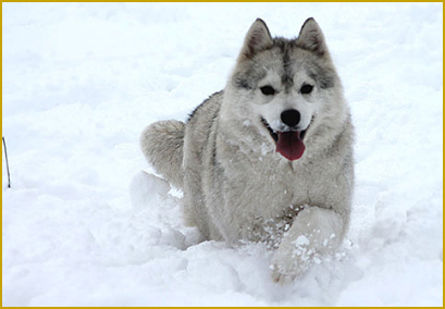 Clickern mit dem Siberian Husky