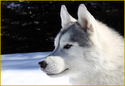 Clickern mit dem Siberian Husky