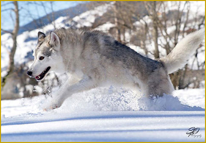 Clickern mit dem Siberian Husky