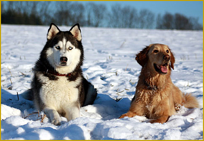 Clickern mit dem Siberian Husky