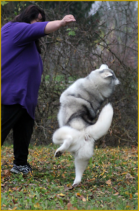 Dog Dancing mit dem Husky