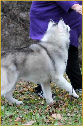 Dog Dancing mit dem Husky