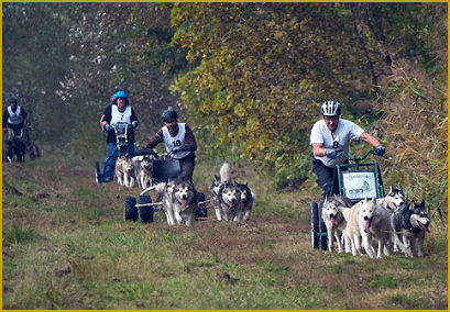 Schlittenhundesport mit dem Siberian Husky