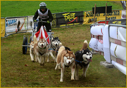 Schlittenhundesport mit dem Siberian Husky