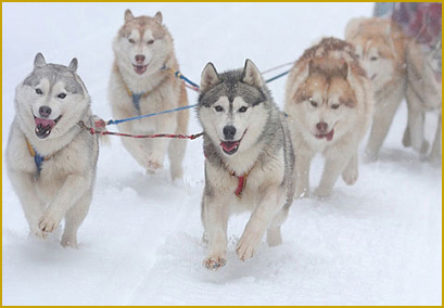 Schlittenhundesport mit dem Siberian Husky