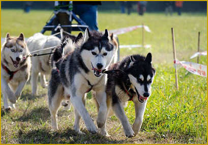 Schlittenhundesport mit dem Siberian Husky