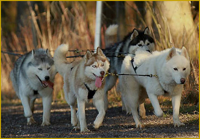 Schlittenhundesport mit dem Siberian Husky