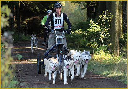 Schlittenhundesport mit dem Siberian Husky