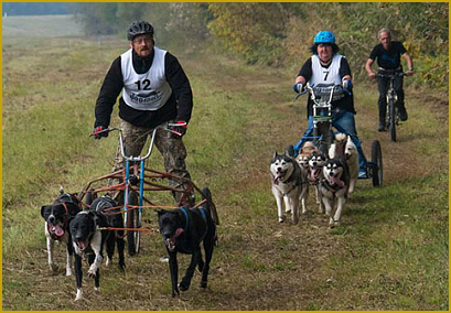 Schlittenhundesport mit dem Siberian Husky