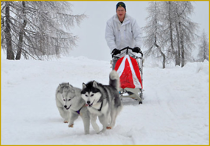 Schlittenhundesport mit dem Siberian Husky