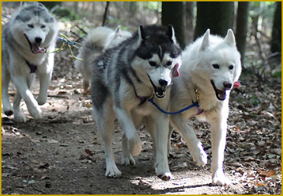 Schlittenhundesport mit dem Siberian Husky