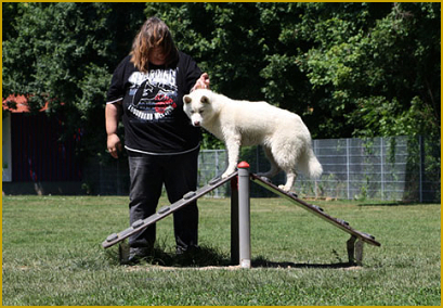 Siberian Husky beim Agility