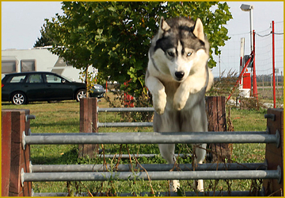 Siberian Husky beim Agility