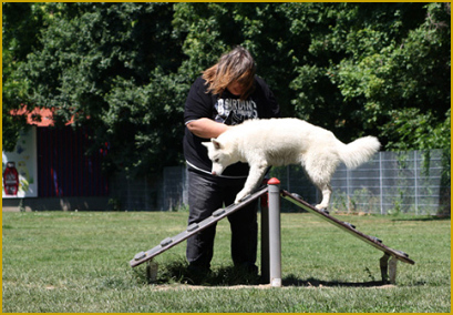 Siberian Husky beim Agility