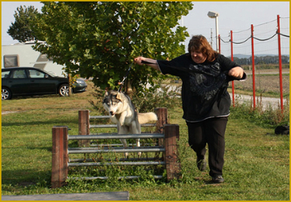 Siberian Husky beim Agility