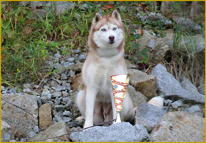 Siberian Husky auf Hundshow