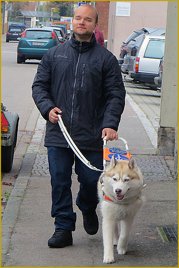 Der erste Blindenführhund in Europa der Rasse Siberian Husky