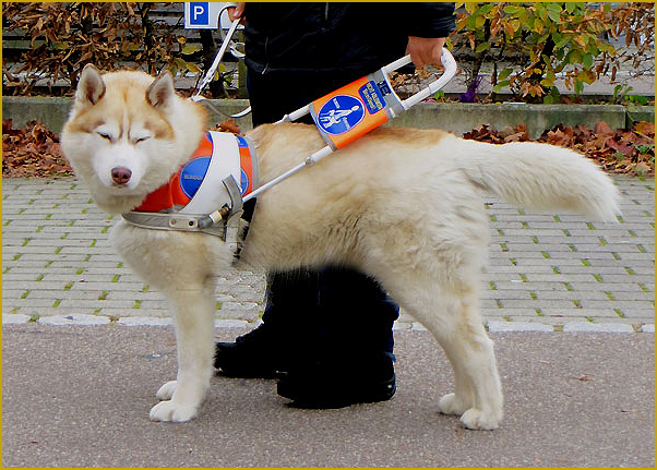 Husky als Blindenführhund