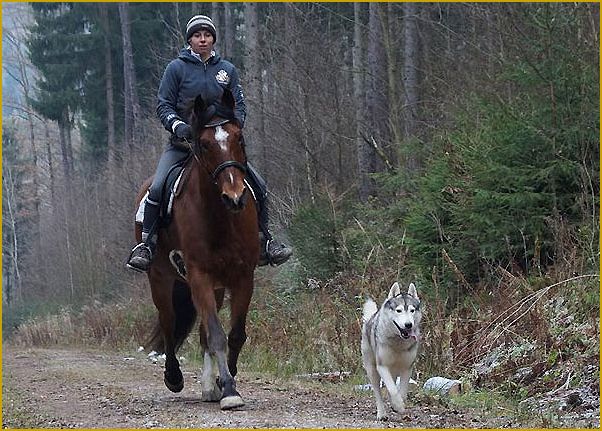 Husky als Reitbegleithund