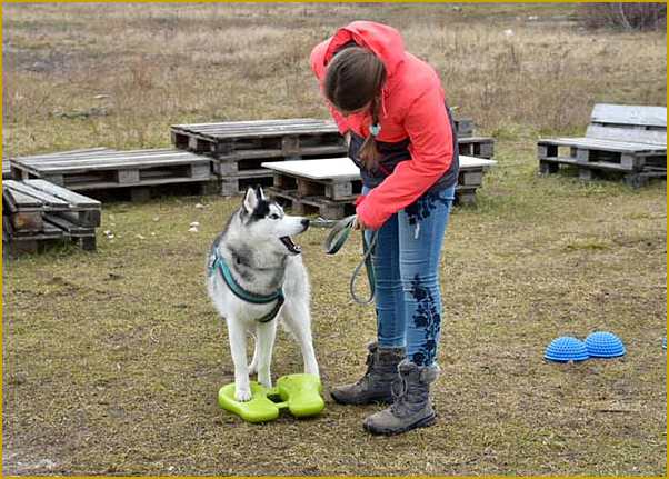 Husky als Rettungshund