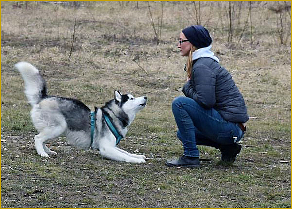 Husky als Rettungshund