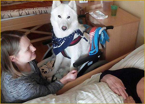 Husky als Therapiehund