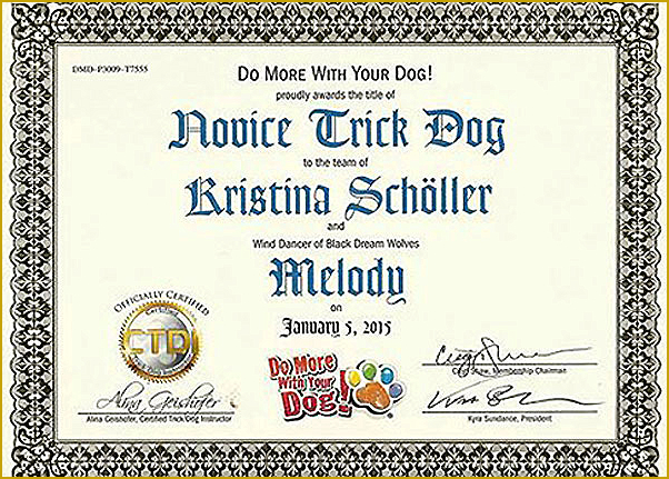 Husky als Trickdog