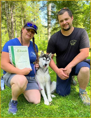 Husky in der Hundeschule