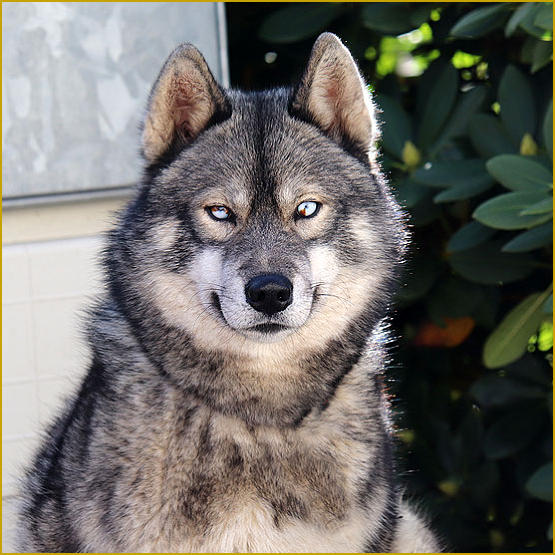 Siberian Husky Nordic Fire