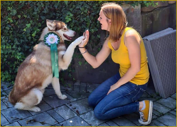 Siberian Husky Nordic Fire