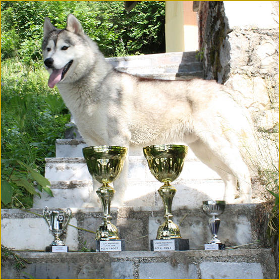 Siberian Husky Nordic Fire