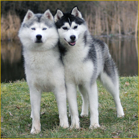 Siberian Husky Nordic Fire