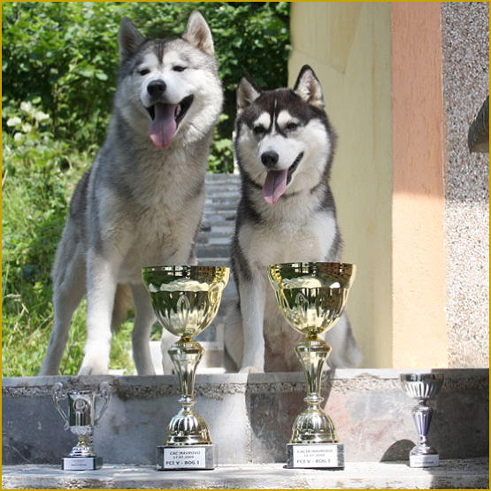 Siberian Husky Nordic Fire