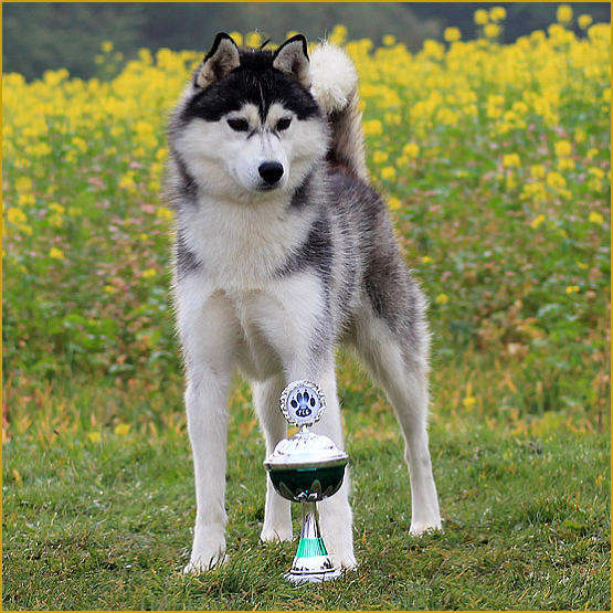 Siberian Husky Nordic Fire