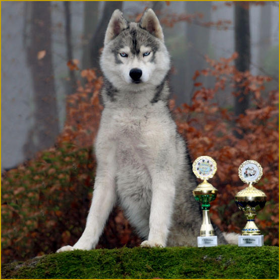 Siberian Husky Nordic Fire