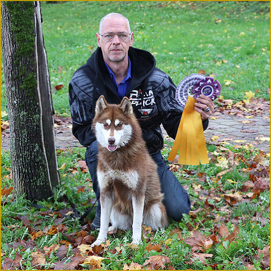 Siberian Husky Nordic Fire