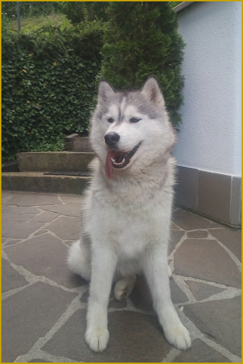  Siberian Husky in Ausbildung